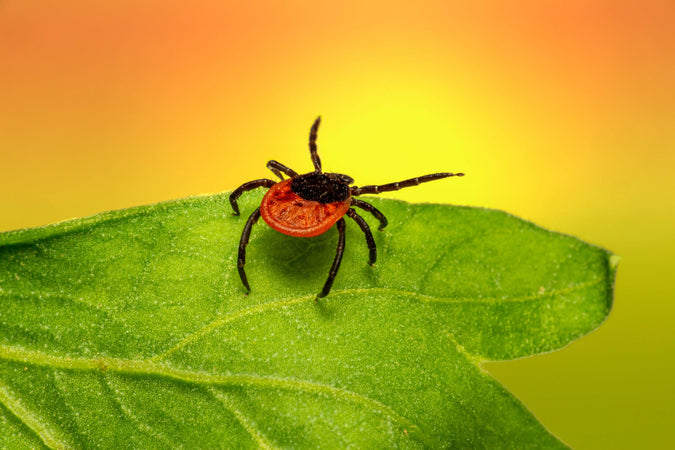 Get The Facts About Ticks