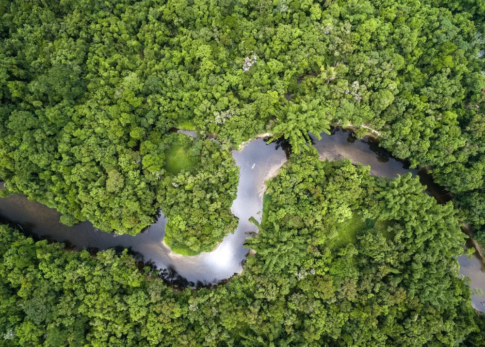 Rainforest Trust Update: New Hope for the Brazilian Amazon