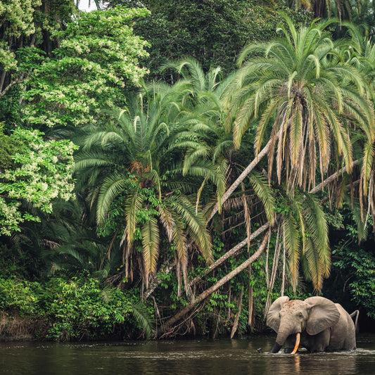 Update from Rainforest Trust: Community-Led Conservation in Eastern Congo