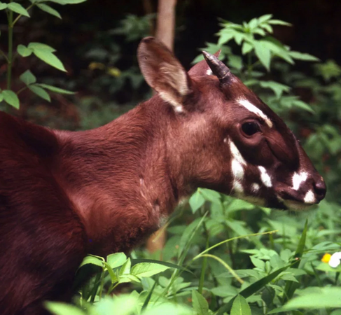 Rainforest Trust Update: Protect the Rare and Elusive “Asian Unicorn”