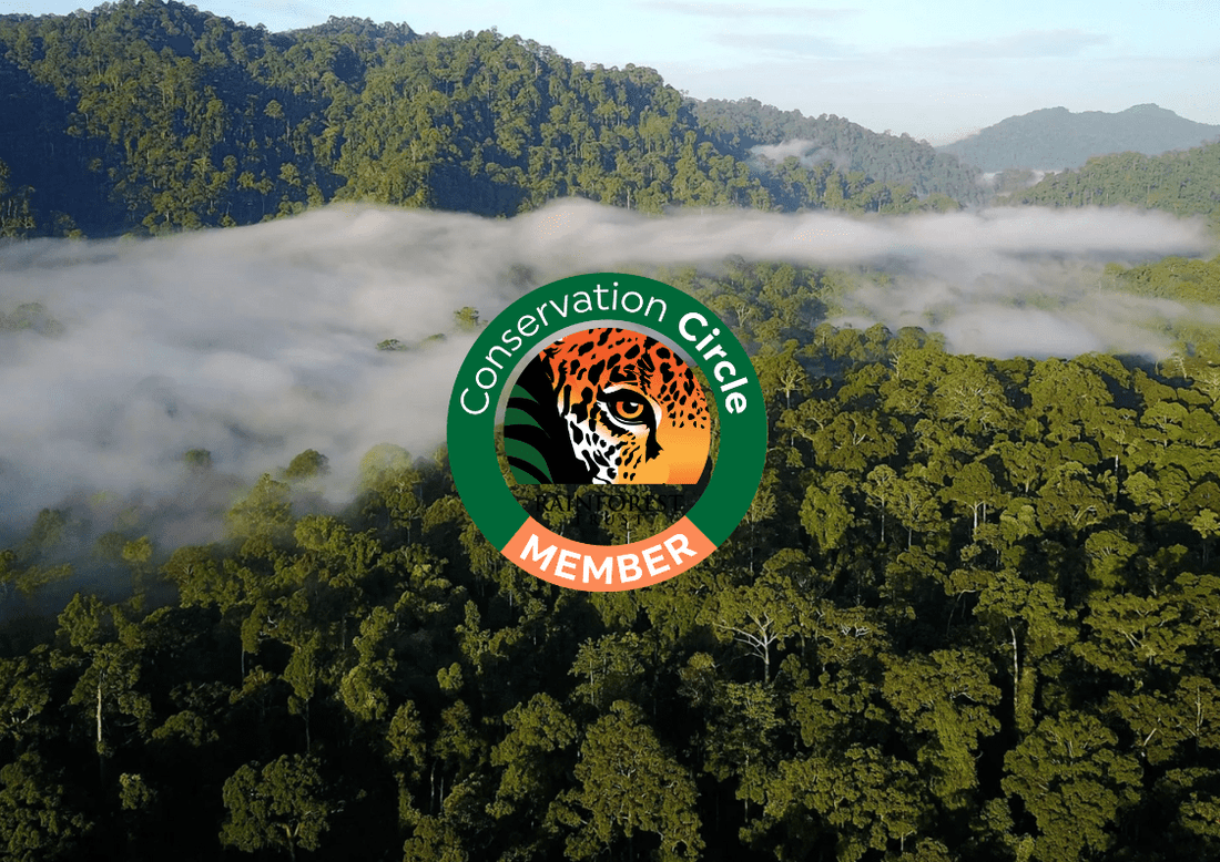 Latest Update from Rainforest Trust: Significant Conservation Progress and Ongoing Challenges - Nantucket Spider