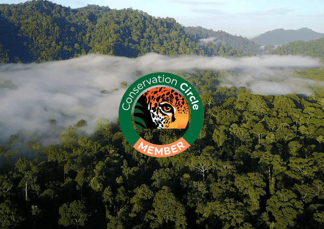 Latest Update from Rainforest Trust: Significant Conservation Progress and Ongoing Challenges - Nantucket Spider