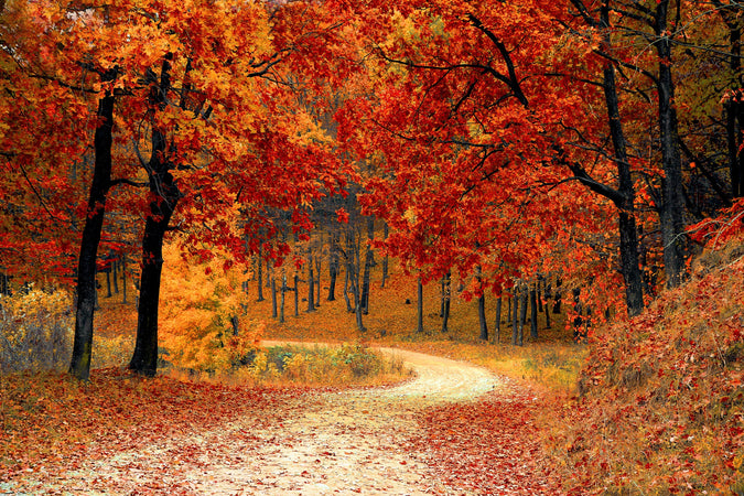 Explore Autumn's Splendor: The Top 10 Hikes to Witness Changing Leaves in the USA