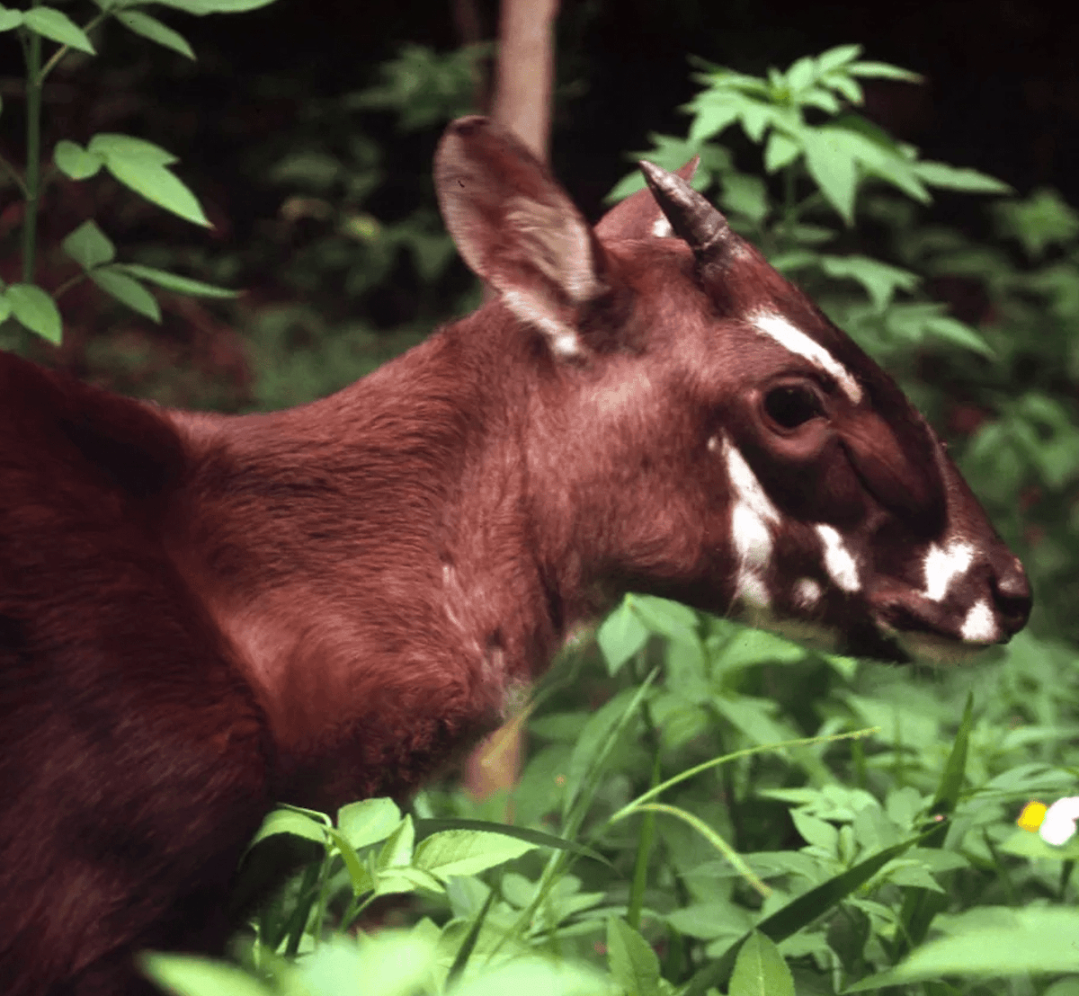 Rainforest Trust Update: Protect the Rare and Elusive “Asian Unicorn ...