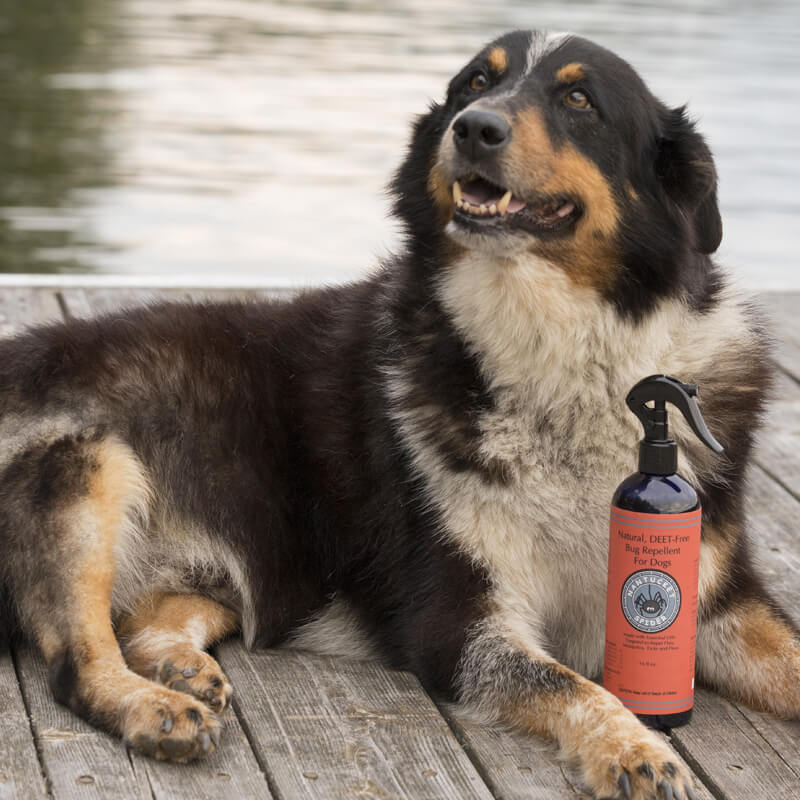 Natural Bug Repellent Spray For Dogs - Nantucket Spider